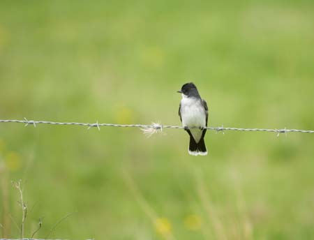 bird on wire