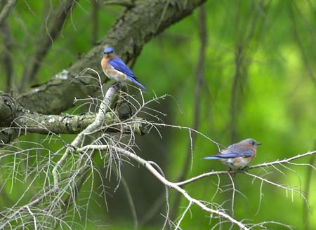 bluebirds two on hemlock branch