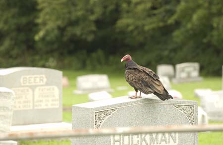 buzzard kellers church graveyard-12