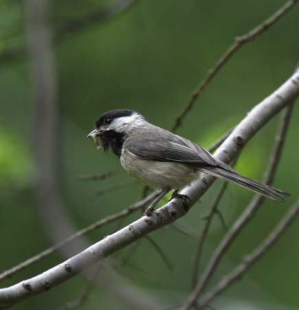 chickadee and grub cu