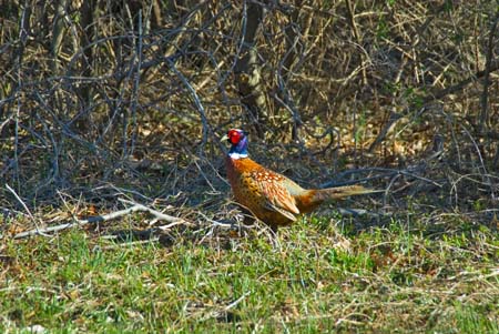 pheasant-3