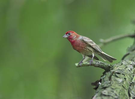 purple finch on tree limb-6
