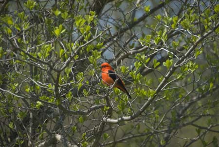 scarlet tanager db tioga-31