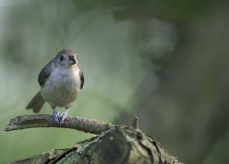 tufted titmouse on tree limb-3