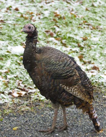 wild turkey_0003 vt
