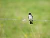bird on wire