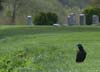 black big bird ox graveyard