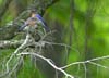 bluebirds two on hemlock branch cu