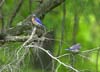 bluebirds two on hemlock branch
