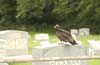 buzzard kellers church graveyard-12