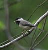 chickadee and grub cu