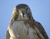 city marina charles thurs pm-106-hawk