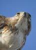 city marina charles thurs pm-121-hawk