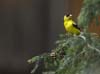 gold finch on feeder pa-08