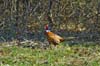 pheasant-3