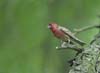 purple finch on tree limb-6