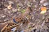 ruffy grouse-39
