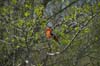 scarlet tanager db tioga-31