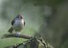 tufted titmouse on tree limb-3