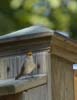 wren at birdhouse-2