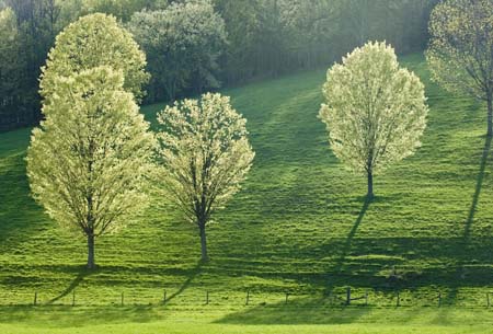 brilliant maple trees-tioga 0507-20