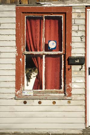 cat in window westfield 2007