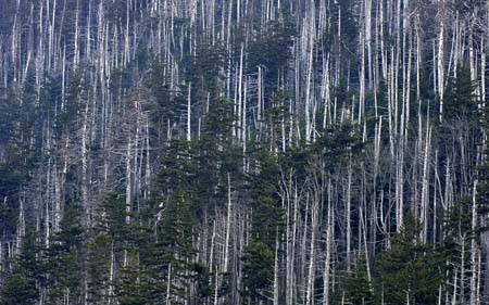 clingmans dome dead trees