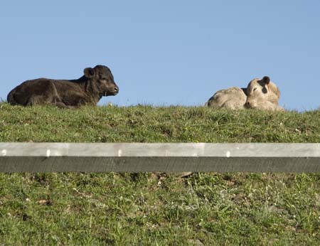 drucks calves-tioga 0507-03
