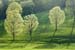 brilliant maple trees-tioga 0507-20