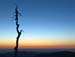 dead tree sunset-1