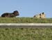 drucks calves-tioga 0507-03