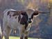 long horns-john and janice-8
