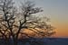 tree sunrise