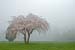 white tree blossums fog lake nock-1