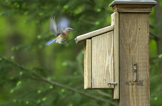 bluebird