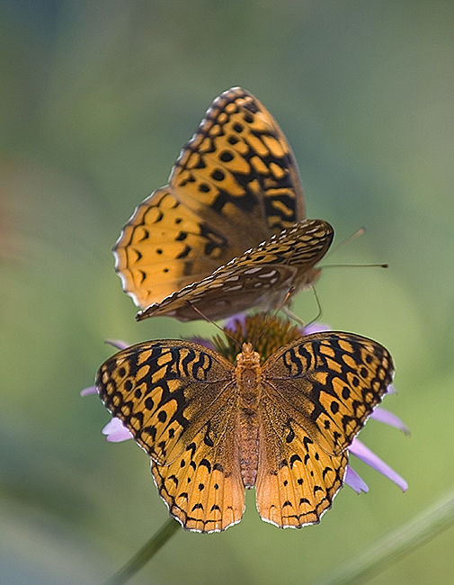 butterflies