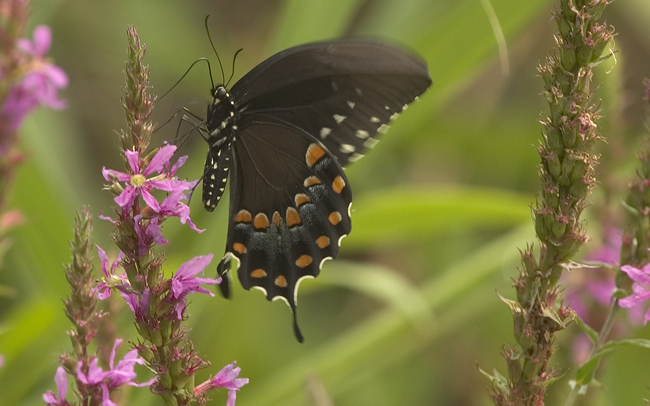 butterfly