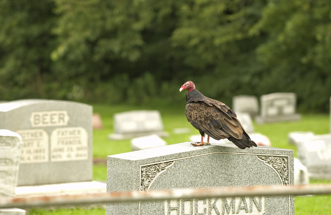 buzzard