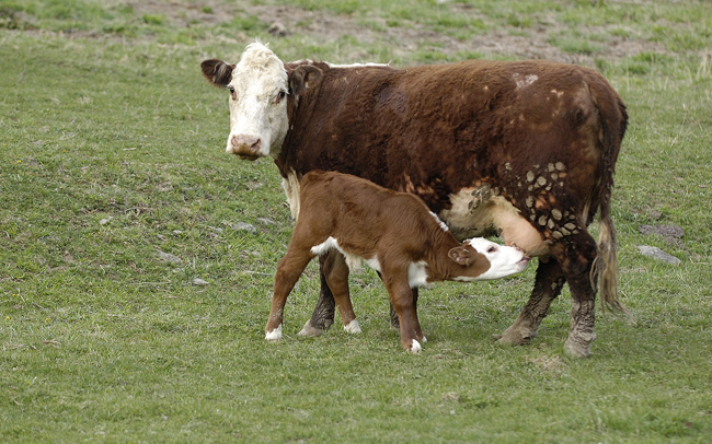 cow-calf