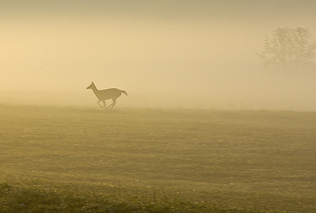 deer-running