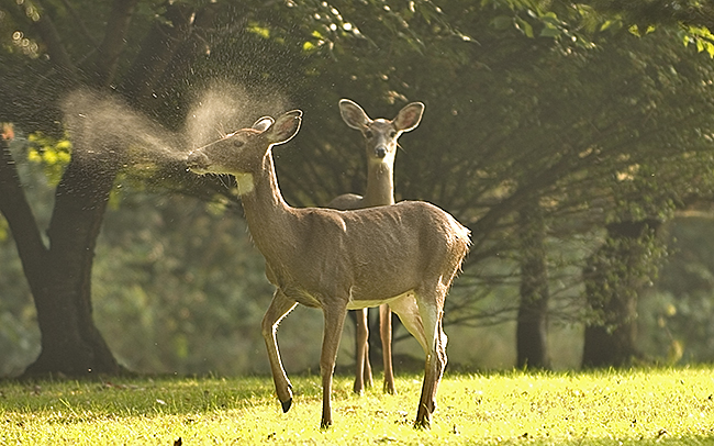 deersnort