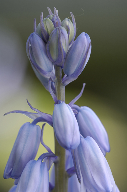 english-bluebell