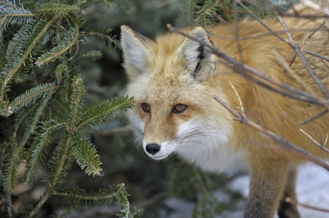 fox-11