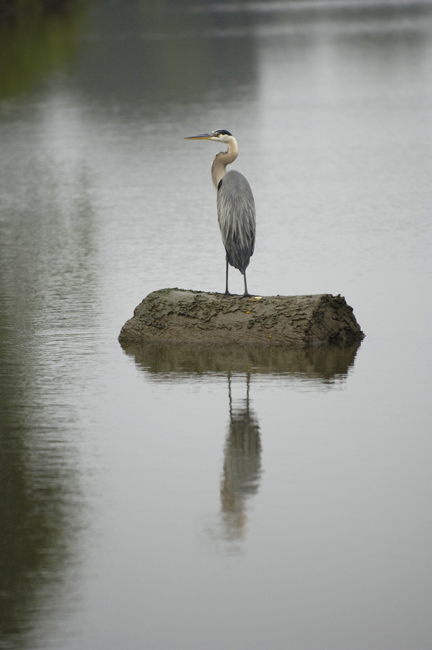 heron