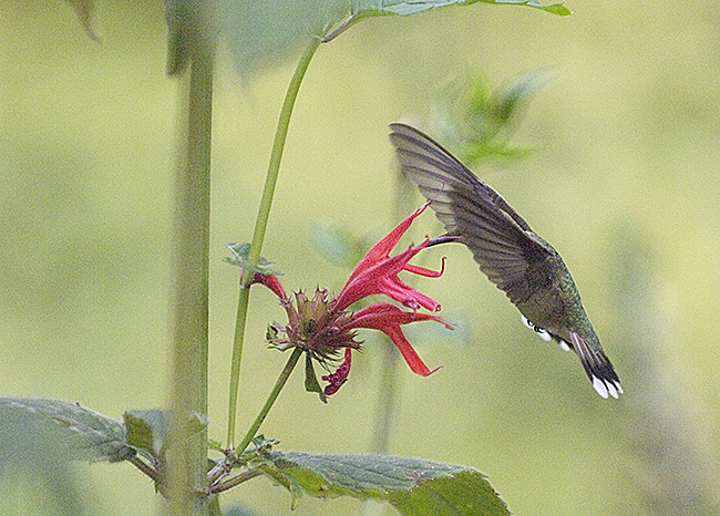 hummingbird