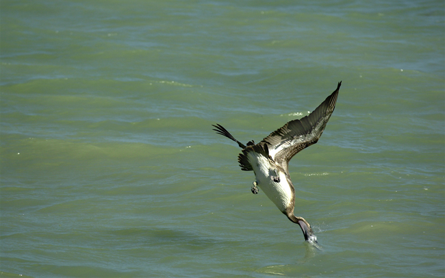 pelican-dive