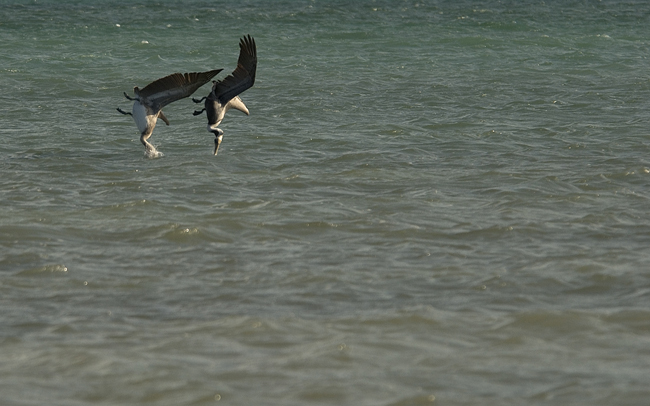 pelicans-diving