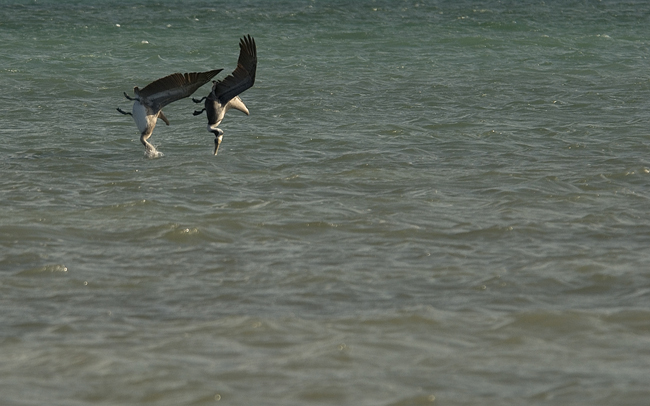 pelicans-diving