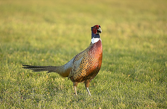 pheasant