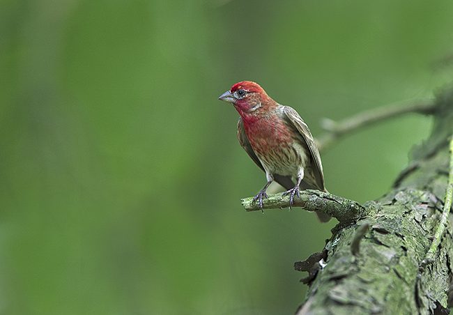 purple-finch